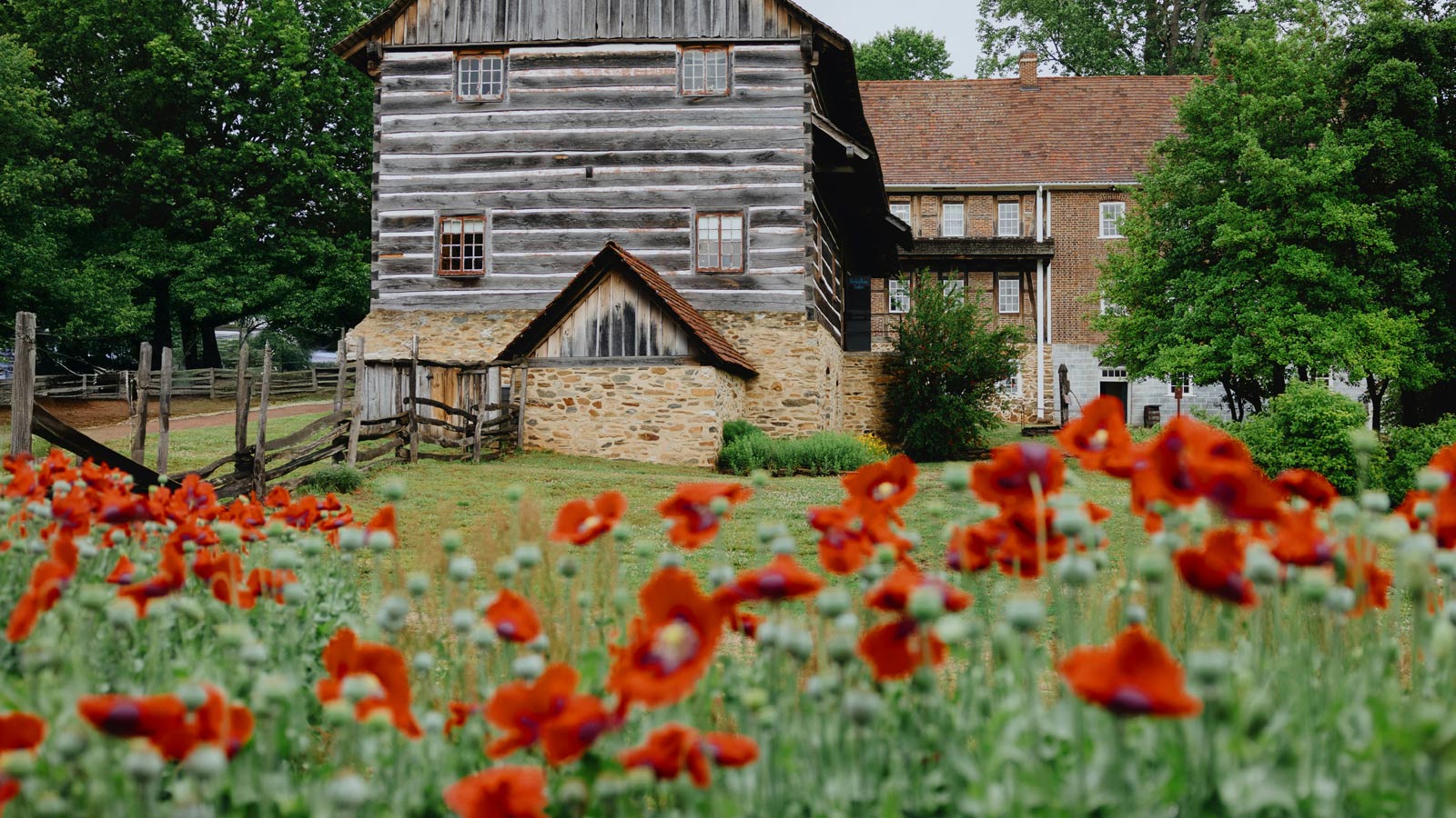 Wildflowers growing in a summer Wisconsin meadow